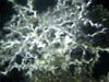 Bush of deep water coral Lophelia pertusa