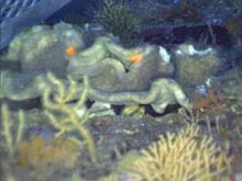 Lithistids are a very rare group of sponges recovered during September 14 dive