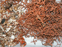 Various sponges and octocorals collected during the Deep Sea Medicines 2003 Expedition.