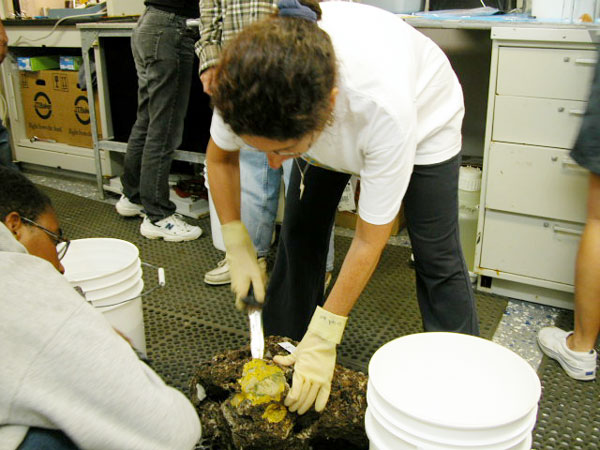 Shirley Pomponi removing a bright yellow sponge from a sea floor sample.