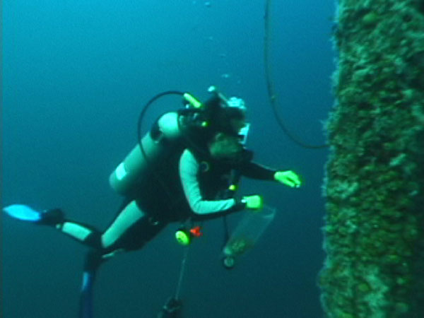 Scientists donned their SCUBA equipment and dove in shallow water.