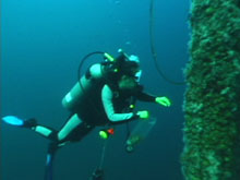 Scientists donned their SCUBA equipment and dove in shallow water.