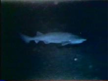 A sixgill shark heads slowly into the strong currents on the Charleston Bump.