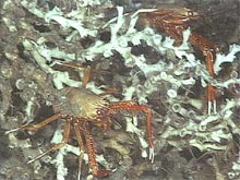 Figure 2. The deepwater crabs Eumunida picta Longispina are commonly seen on the Lophelia mounds.