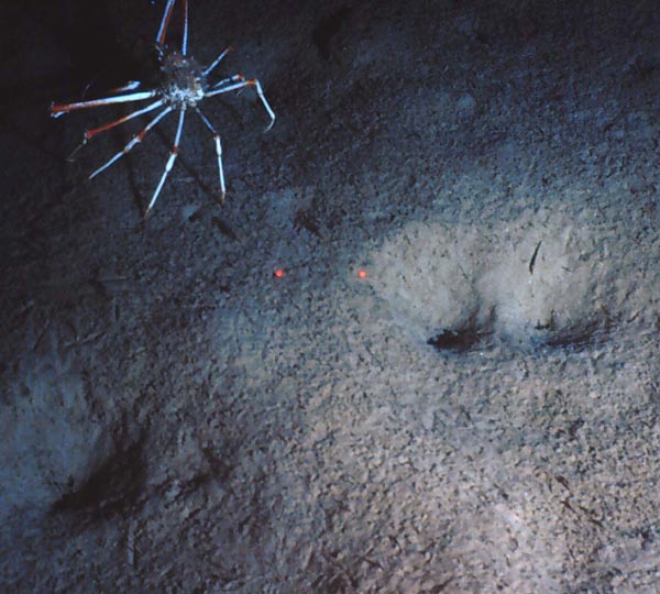 Figure 3. Inflated spiny crab Rochinia crassa on soft bioturbated ooze.