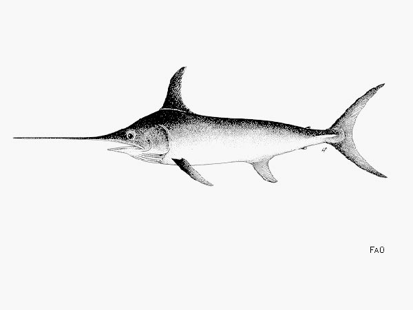 The swordfish is a prize catch for both recreational and commercial fishermen.