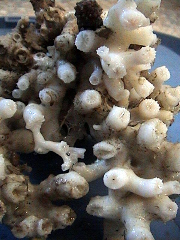 This specimen is the largest colonial coral collected to date.