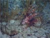 Scientists diving in the JSL stumbled upon a red lionfish, Pterolis volitans.