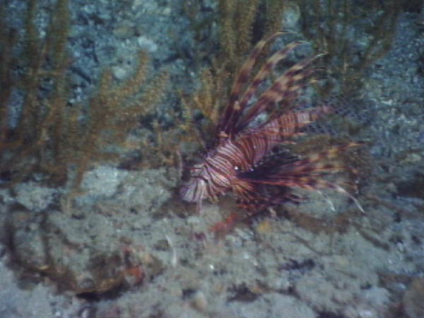 Scientists diving in the JSL stumbled upon a red lionfish, Pterolis volitans.
