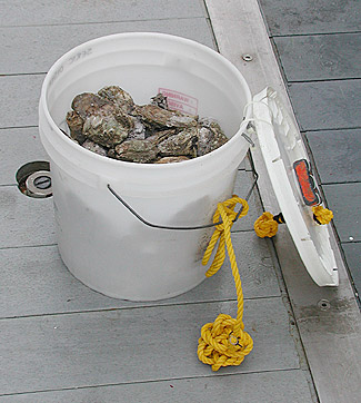 Carrion trap baited with rotting oyster.