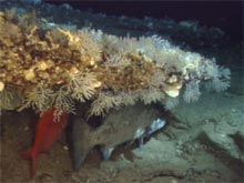 Red bream, (Alphonsin) and wreckfish nestled under rock ledge