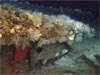 Red bream, (Alphonsin) and wreckfish nestled under rock ledge