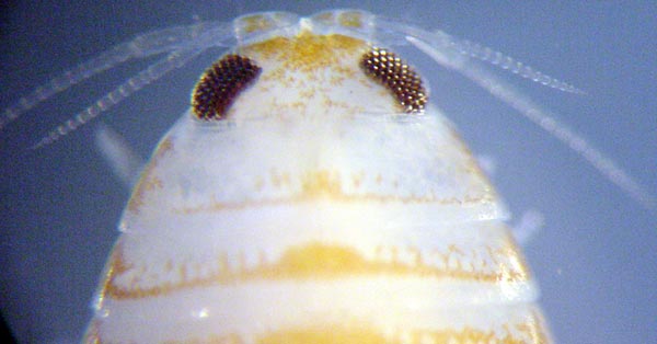 A parasitic isopod