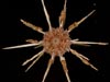 A pencil urchin collected, with tubeworms attached to its spines.