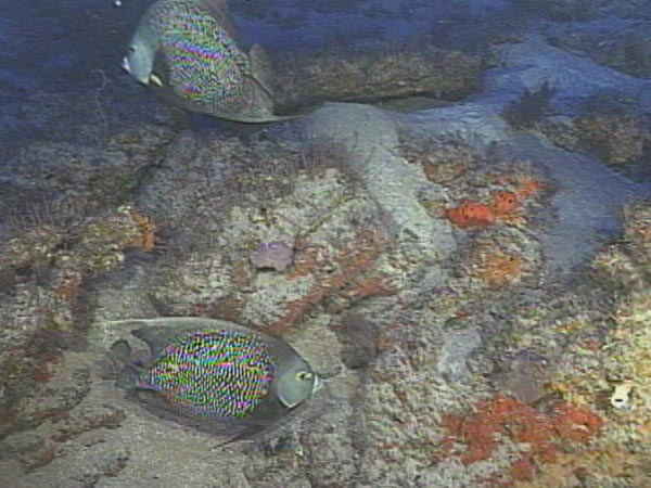 Gray Angelfish (Pomacanthus arcuatus) photographed on the Outer Shelf Reefs off Cape Fear, NC.