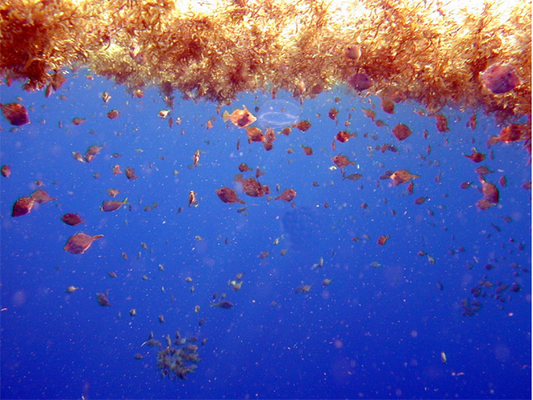 This image shows the smaller fishes (filefishes and triggerfishes) using Sargassum habitat.