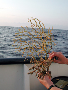 Black coral collected during Allen’s afternoon sub dive.