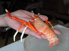 The squat lobster