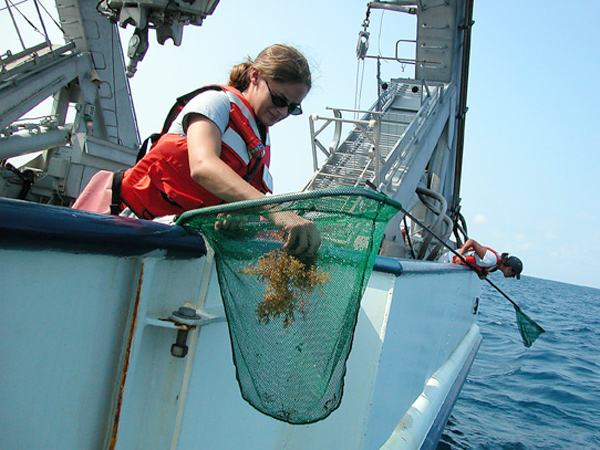 Members of the “Life on the Edge” expedition dip netting for Sargassum off the ship’s stern.