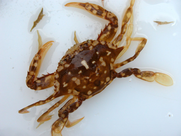 Portunid crab