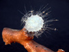 Glass sponge,  found at a depth of more than 1500 feet