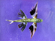 Band wing flyingfish, Cheilopogon exsiliens