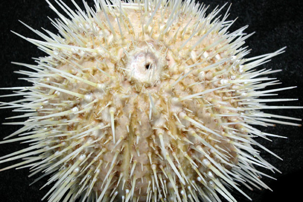 Sea Urchin collected for analysis back at one of the onshore laboratories