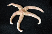 The participating scientists collected invertebrates such as this sea star to analyze back at their onshore laboratories.