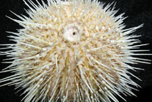 Invertebrates such as this sea urchin are analyzed in a variety of ways