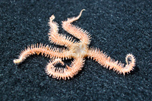 In observing the locomotion of both brittle stars (like the one pictured) and other sea stars, it appears that they move differently. Their locomotion requires further study.