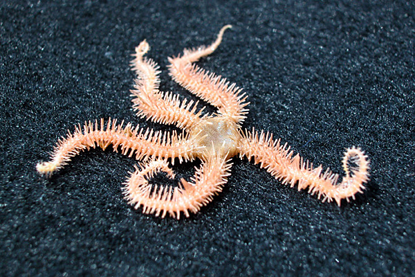 In observing the locomotion of both brittle stars (like the one pictured) and other sea stars, it appears that they move differently.