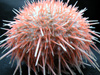 A beautiful pale orange and white sea urchin