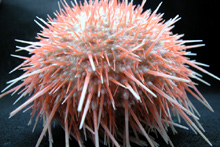 Sea urchin retrieved during this Life on the Edge expedition