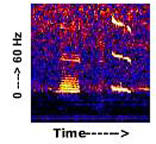 Spectrogram of whale call
