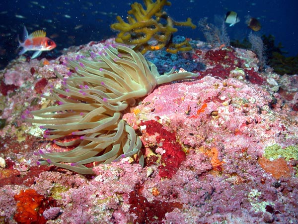 The Giant Anemone (Condylactis gigantea) in shallow waters of the Flower Garden Banks