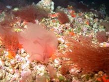 Red algae growing attached to rhodoliths