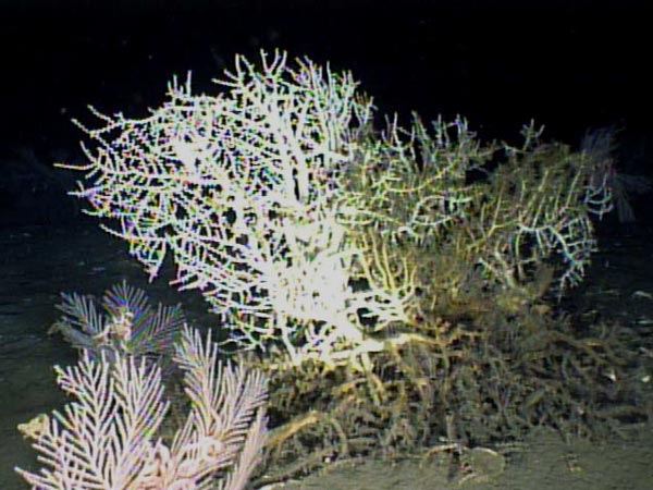 A large Madrepora coral along with Primnoa coral seen in the pictures lower left corner