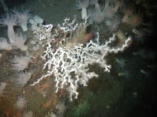 The single colony of bright-white Lophelia pertusa coral along with a variety of anemones