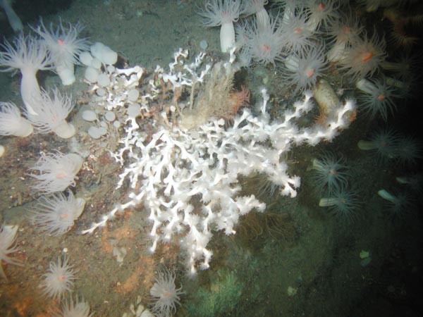 The single colony of bright-white Lophelia pertusa coral along with a variety of anemones
