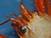 A close-up view of a painted squat lobster collected at Viosca Knoll