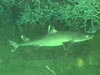 A large shark swimming around large clusters of Lophelia bushes
