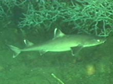 A small shark swimming around large clusters of Lophelia bushes