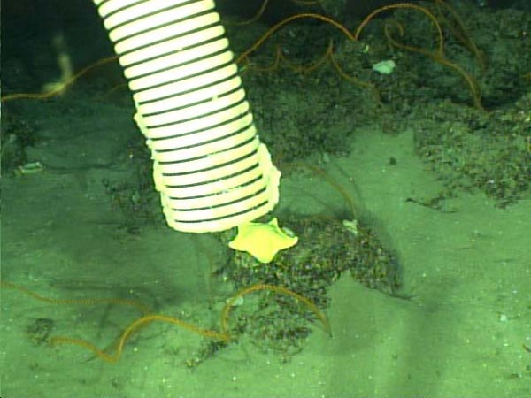 The ROV pilot used a suction device to collect this lovely yellow sea star.