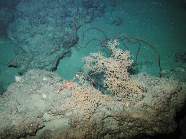 The dense coral habitat of the 3-toothed squat lobster at Green Canyon.