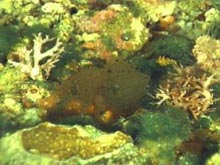 coralline algal nodules (rhodoliths)