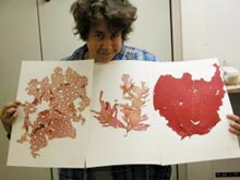 A herbarium sheet with red algae