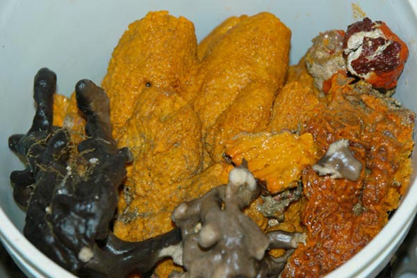 A bucket of marine sponges was collected during a single ROV dive at the West Flower Garden Bank
