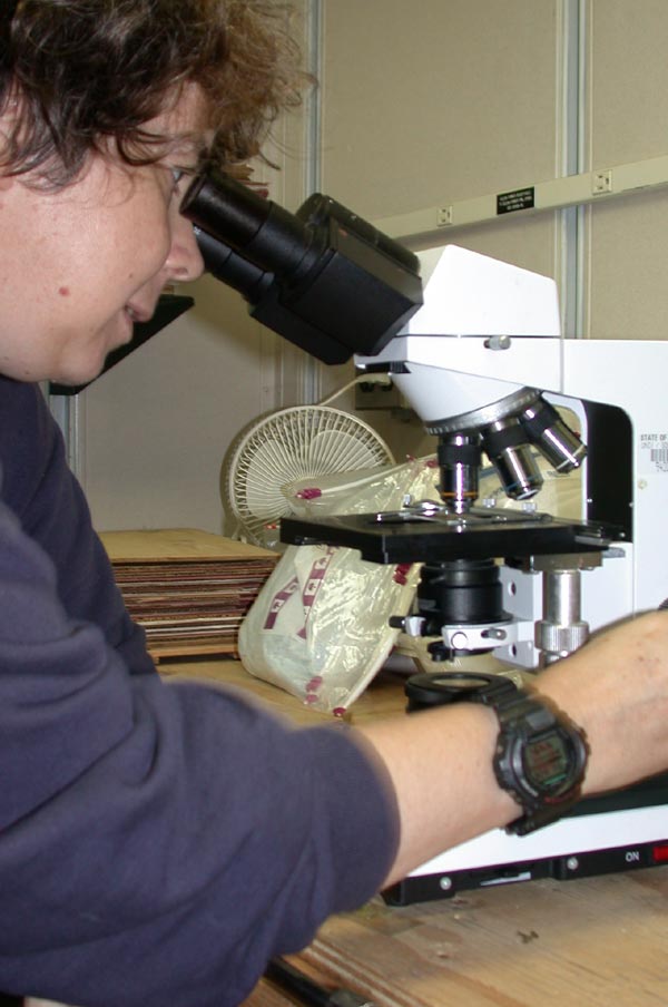 Seaweeds that show diagnostic morphological features are viewed with light microscopy