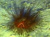 A beautiful urchin, Astropyga magnifica