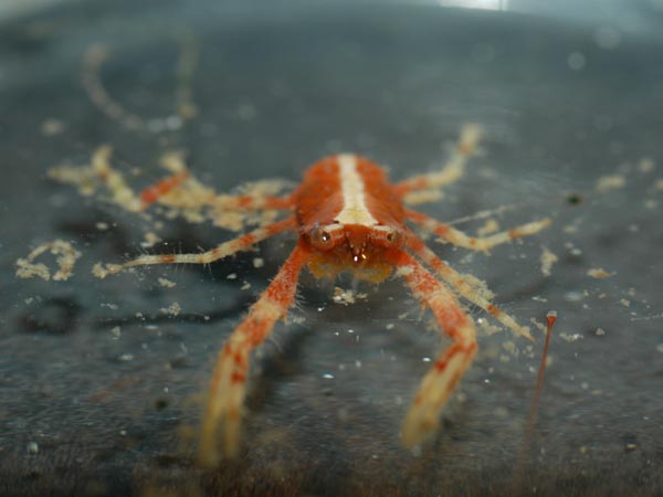 A dorsal view of a small squat lobster, Galathea sp